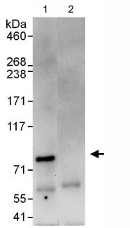 Immunoprecipitation - Anti-LGN antibody (AB110147)