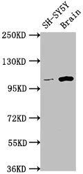 Western blot - Anti-LGR5 antibody [4H8] (AB314009)