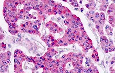 Immunohistochemistry (Formalin/PFA-fixed paraffin-embedded sections) - Anti-LGR5 antibody (AB219107)