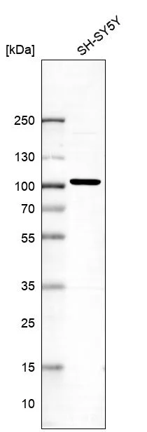 Western blot - Anti-LGR5 Antibody [CL13567] (AB327149)