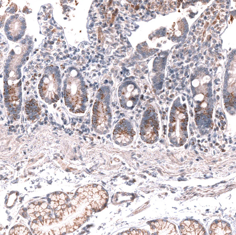 Immunohistochemistry (Formalin/PFA-fixed paraffin-embedded sections) - Anti-LGR5 Antibody [CL13579] (AB327150)