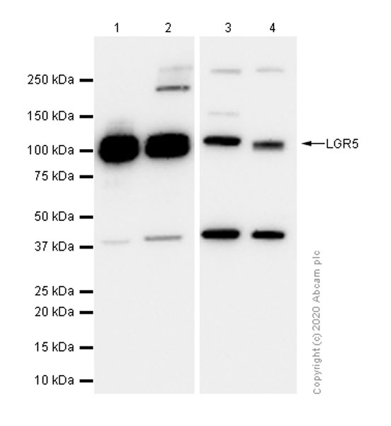 Western blot - Anti-LGR5 antibody [EPR3065Y] - BSA and Azide free (AB199335)