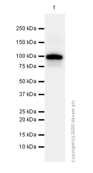 Western blot - Anti-LGR5 antibody [EPR3065Y] - BSA and Azide free (AB199335)