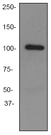 Western blot - Anti-LGR5 antibody [EPR3065Y] - BSA and Azide free (AB199335)