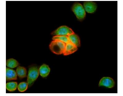 Immunocytochemistry/ Immunofluorescence - Anti-LGR5 antibody [OTI2A2] (AB273092), expandable thumbnail