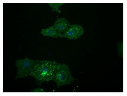 Immunocytochemistry/ Immunofluorescence - Anti-LGR5 antibody [OTI2A2] (AB273092), expandable thumbnail