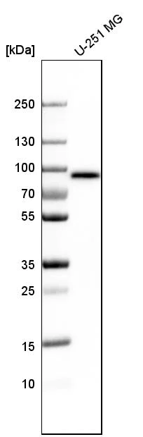 Western blot - Anti-LH1 antibody (AB262946)