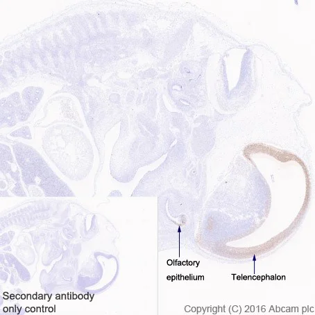 Anti-Lhx2/LH2 antibody [EPR20449] (ab184337) | Abcam
