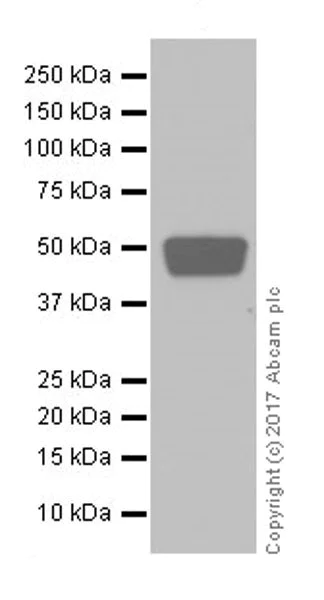 Western blot - Anti-Lhx2/LH2 antibody [EPR20449] (AB184337)