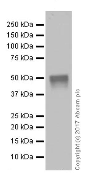 Western blot - Anti-Lhx2/LH2 antibody [EPR20449] (AB184337)