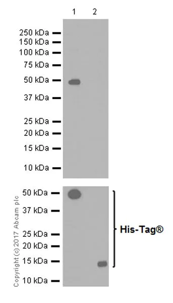 Western blot - Anti-Lhx2/LH2 antibody [EPR20449] (AB184337)