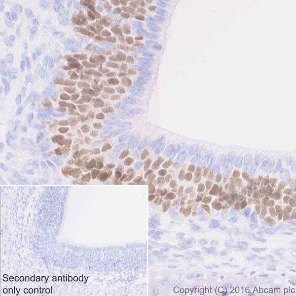 Immunohistochemistry (Formalin/PFA-fixed paraffin-embedded sections) - Anti-Lhx2/LH2 antibody [EPR20449] - BSA and Azide free (AB236037)