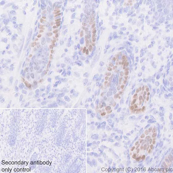 Immunohistochemistry (Formalin/PFA-fixed paraffin-embedded sections) - Anti-Lhx2/LH2 antibody [EPR20449] - BSA and Azide free (AB236037)