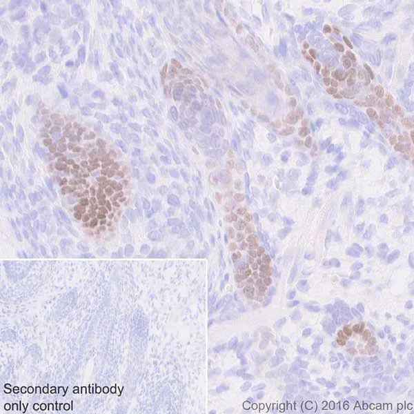 Immunohistochemistry (Formalin/PFA-fixed paraffin-embedded sections) - Anti-Lhx2/LH2 antibody [EPR20449] - BSA and Azide free (AB236037)