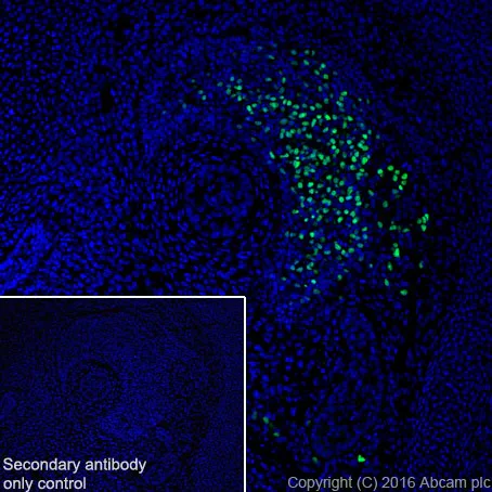 Immunohistochemistry (Frozen sections) - Anti-Lhx2/LH2 antibody [EPR20449] - BSA and Azide free (AB236037)