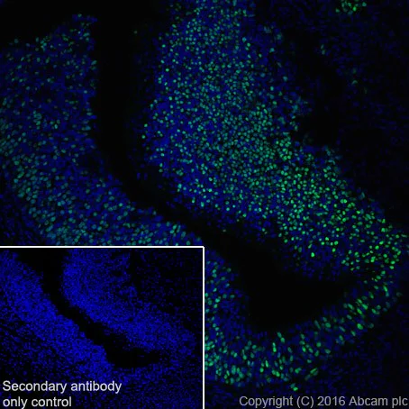 Immunohistochemistry (Frozen sections) - Anti-Lhx2/LH2 antibody [EPR20449] - BSA and Azide free (AB236037)