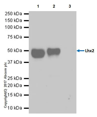 Immunoprecipitation - Anti-Lhx2/LH2 antibody [EPR20449] - BSA and Azide free (AB236037)