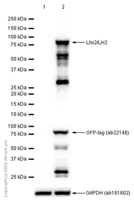 Western blot - Anti-Lhx2/LH2 antibody [EPR20449] - BSA and Azide free (AB236037)