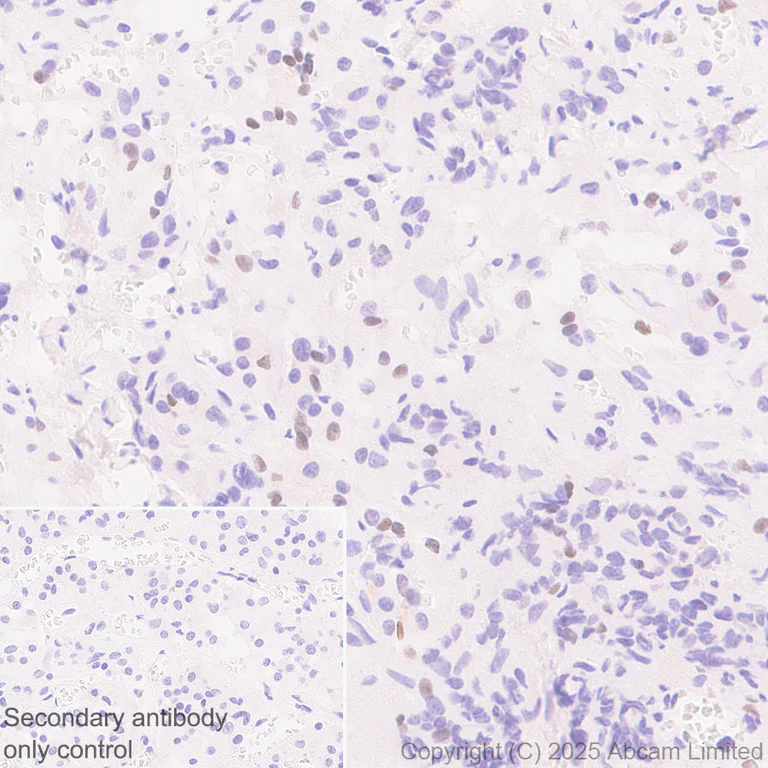 Immunohistochemistry (Formalin/PFA-fixed paraffin-embedded sections) - Anti-LHX3/LIM antibody [EPR29190-234] (AB325931)
