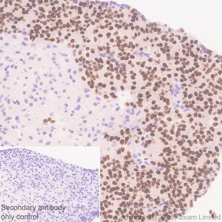 Immunohistochemistry (Formalin/PFA-fixed paraffin-embedded sections) - Anti-LHX3/LIM antibody [EPR29190-234] (AB325931)