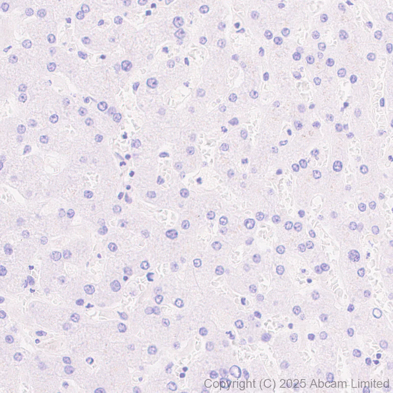 Immunohistochemistry (Formalin/PFA-fixed paraffin-embedded sections) - Anti-LHX3/LIM antibody [EPR29190-234] (AB325931)