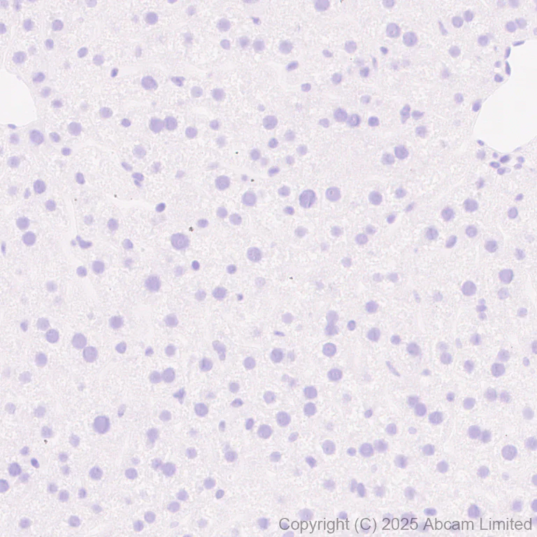 Immunohistochemistry (Formalin/PFA-fixed paraffin-embedded sections) - Anti-LHX3/LIM antibody [EPR29190-234] (AB325931)