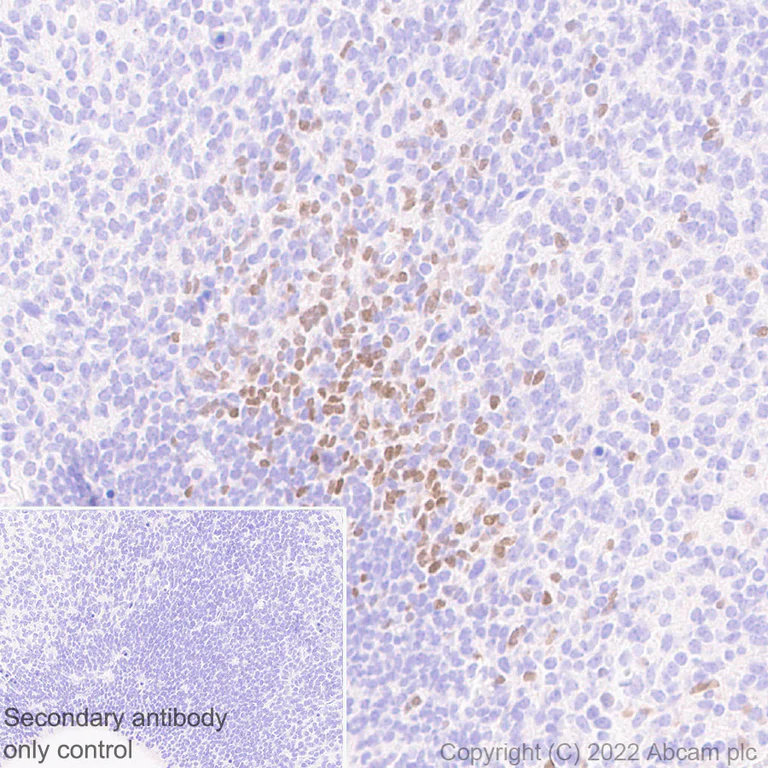 Immunohistochemistry (Formalin/PFA-fixed paraffin-embedded sections) - Anti-LHX6 antibody [EPR26352-101] - BSA and Azide free (AB300442)