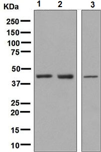 Western blot - Anti-Lhx8 antibody [EPR5213(2)] - BSA and Azide free (AB248780)
