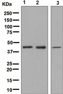 Western blot - Anti-Lhx8 antibody [EPR5213(2)] - BSA and Azide free (AB248780)