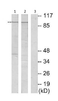 Western blot - Anti-LI Cadherin antibody (AB196674), expandable thumbnail