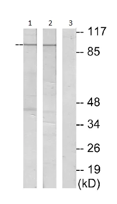 Western blot - Anti-LI Cadherin antibody (AB196674)