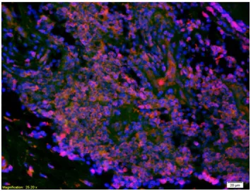 Immunohistochemistry (Formalin/PFA-fixed paraffin-embedded sections) - Anti-LI Cadherin antibody (AB203281)