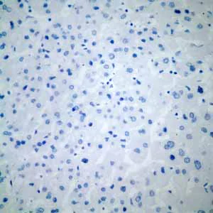 Immunohistochemistry (Formalin/PFA-fixed paraffin-embedded sections) - Anti-LI Cadherin antibody [EPR3996] (AB109190)