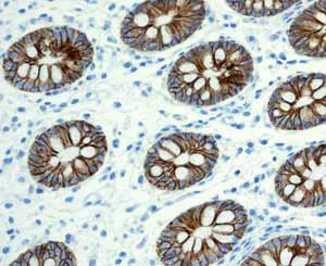 Immunohistochemistry (Formalin/PFA-fixed paraffin-embedded sections) - Anti-LI Cadherin antibody [EPR3996] (AB109190)