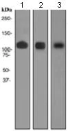 Western blot - Anti-LI Cadherin antibody [EPR3996] (AB109190)
