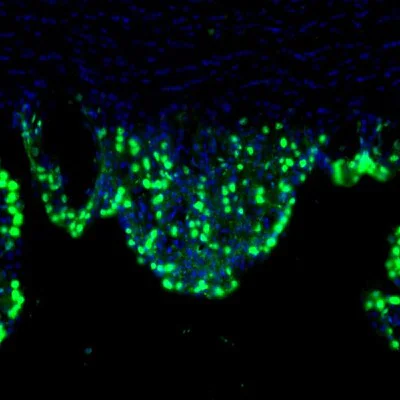 Immunohistochemistry (Formalin/PFA-fixed paraffin-embedded sections) - Anti-LIAS antibody (AB246917)