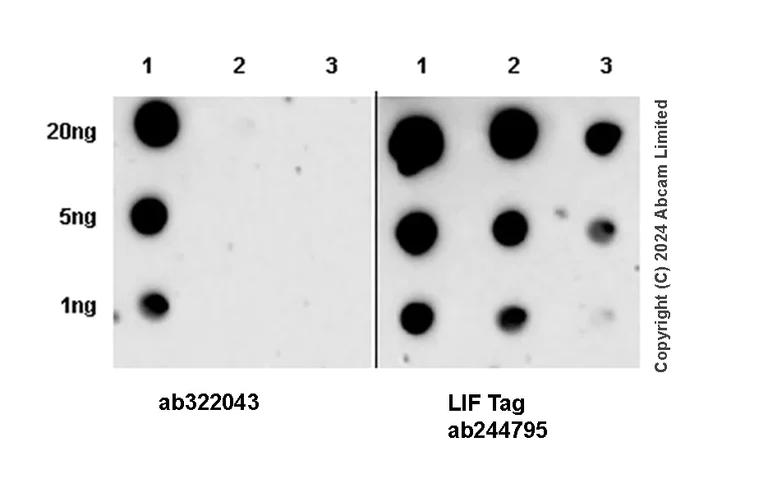 Dot Blot - Anti-LIF antibody [EPR21713-25] - BSA and Azide free (Capture) (AB244795)
