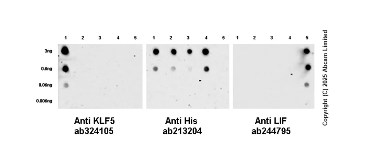 Dot Blot - Anti-LIF antibody [EPR21713-25] - BSA and Azide free (Capture) (AB244795)