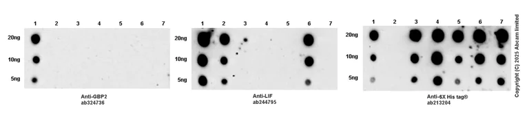 Dot Blot - Anti-LIF antibody [EPR21713-25] - BSA and Azide free (Capture) (AB244795)