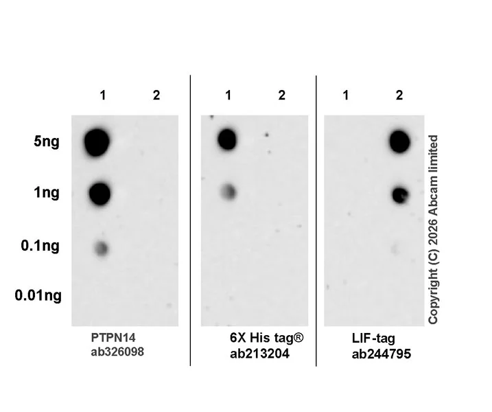 Dot Blot - Anti-LIF antibody [EPR21713-25] - BSA and Azide free (Capture) (AB244795)