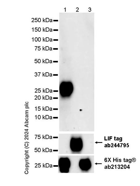 Western blot - Anti-LIF antibody [EPR21713-25] - BSA and Azide free (Capture) (AB244795)