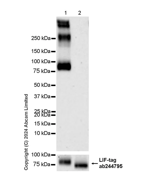 Western blot - Anti-LIF antibody [EPR21713-25] - BSA and Azide free (Capture) (AB244795)