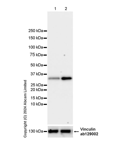 Western blot - Anti-LIF antibody [EPR28693-84] - BSA and Azide free (AB320822), expandable thumbnail