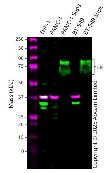 Western blot - Anti-LIF antibody [EPR28693-84] - BSA and Azide free (AB320822)