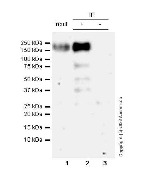 Immunoprecipitation - Anti-LIFR antibody [EPR24865-56] (BSA and Azide free) (AB300552), expandable thumbnail