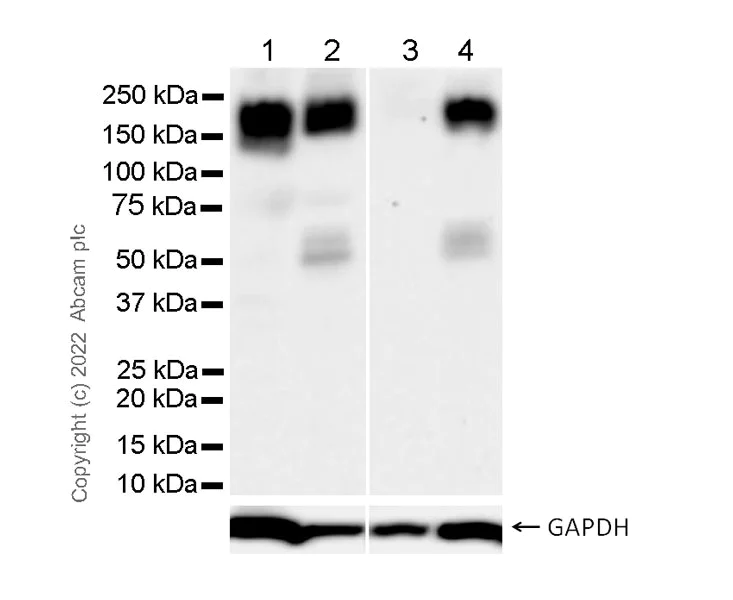Western blot - Anti-LIFR antibody [EPR24865-56] (BSA and Azide free) (AB300552)