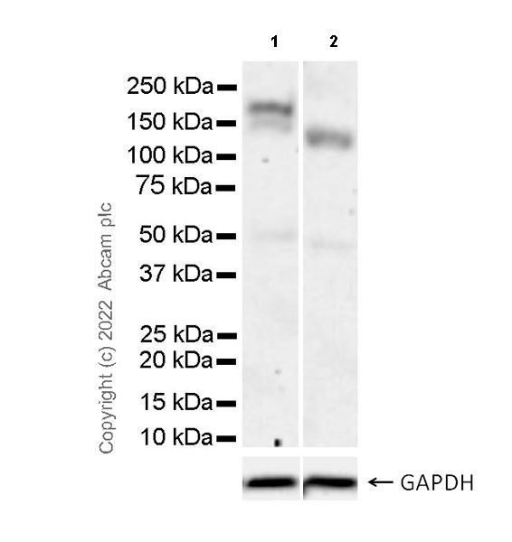 Western blot - Anti-LIFR antibody [EPR24865-56] (BSA and Azide free) (AB300552), expandable thumbnail
