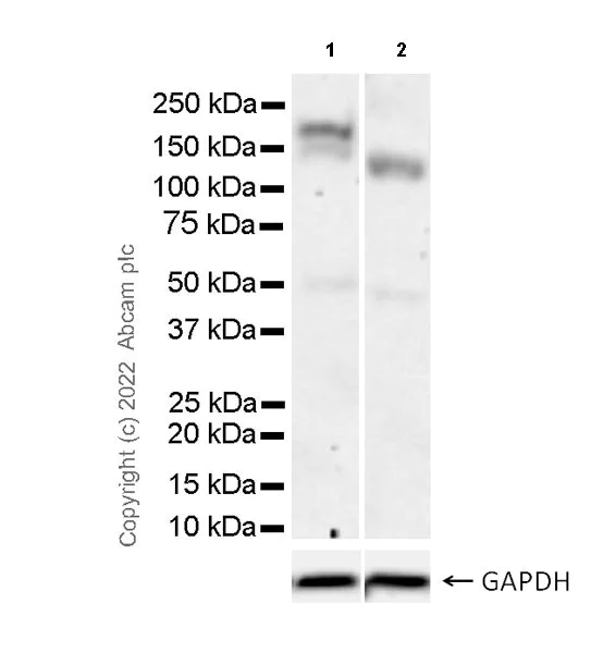 Western blot - Anti-LIFR antibody [EPR24865-56] (BSA and Azide free) (AB300552)