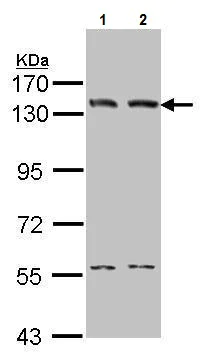 Western blot - Anti-LIG1 antibody (AB227133)