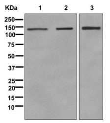 Anti-LIG1 antibody [EPR12464]